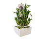 Lucky Bamboo