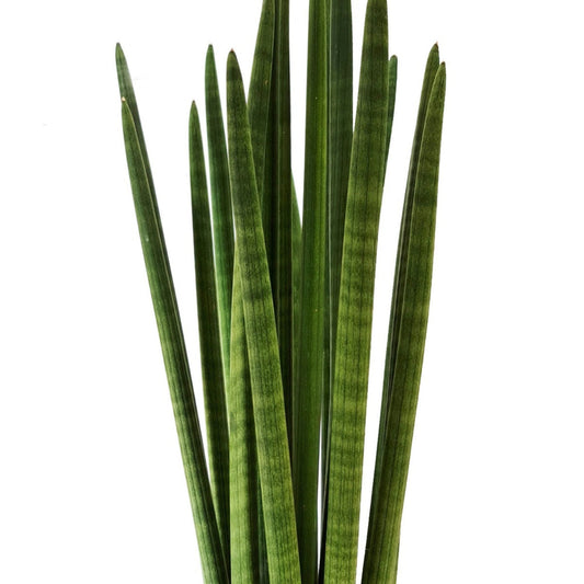 Online Artificial Snake Plants Indoor Sansevieria Trifasciata