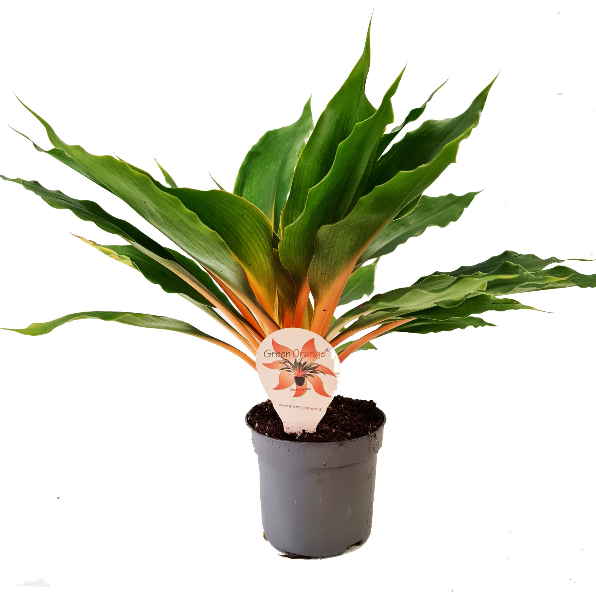green orange spider plant Orange Spider Plant