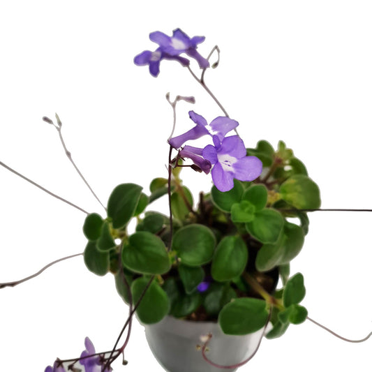Cape Primrose | Hard To Find | Potted Houseplants