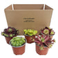 Hen & Chicken Plant | Mystery Box