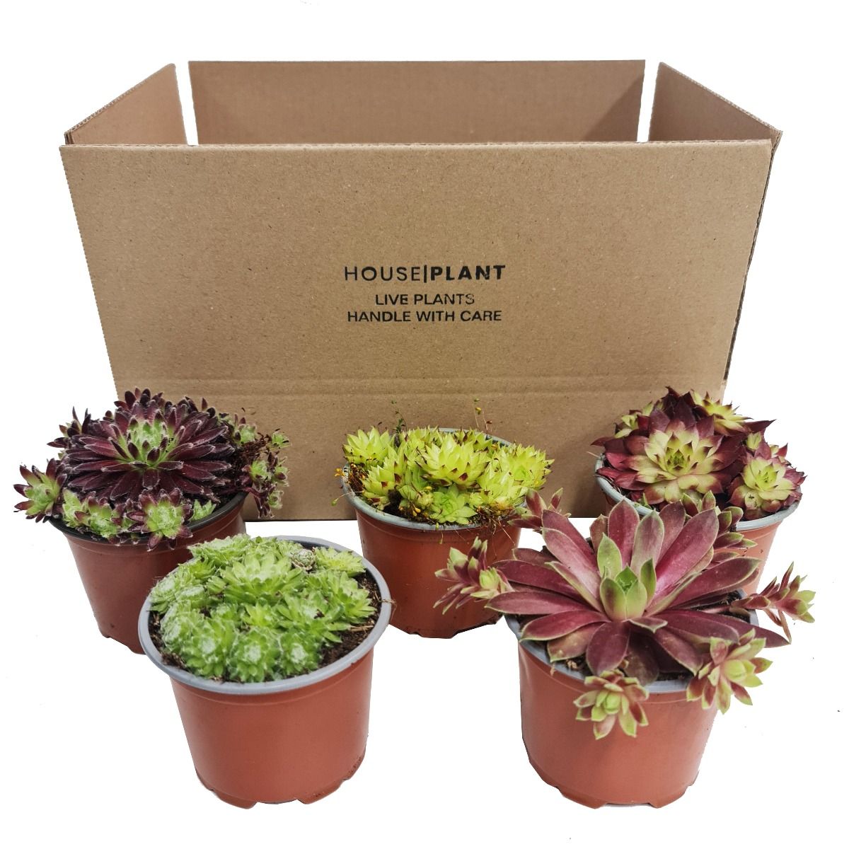 Hen & Chicken Plant | Mystery Box