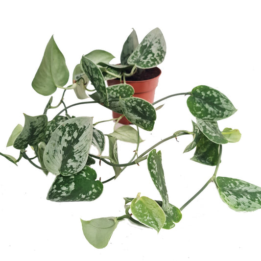 Silver Satin Pothos | Silvery Ann | Rare & Unusual Plants