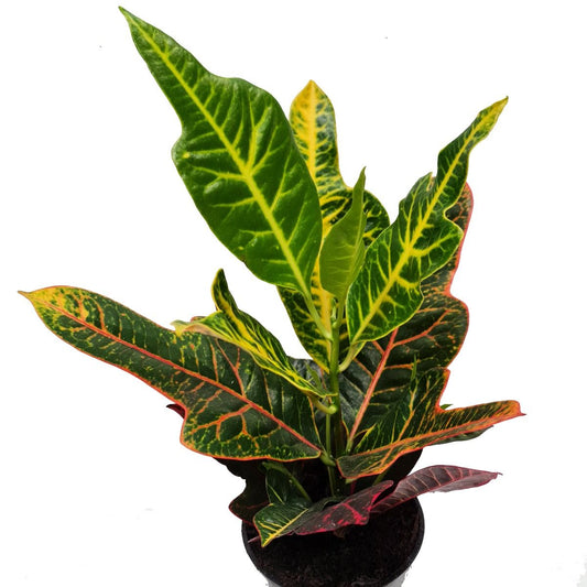 Croton | Excellent | Potted Houseplants