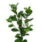 Laurel Fig | Moclame