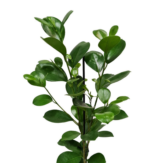 Laurel Fig | Moclame | Potted Houseplants