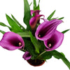 Calla Lily | Purple Paco