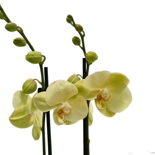 Phalaenopsis Orchid | Lovely Lemon | Potted Houseplants