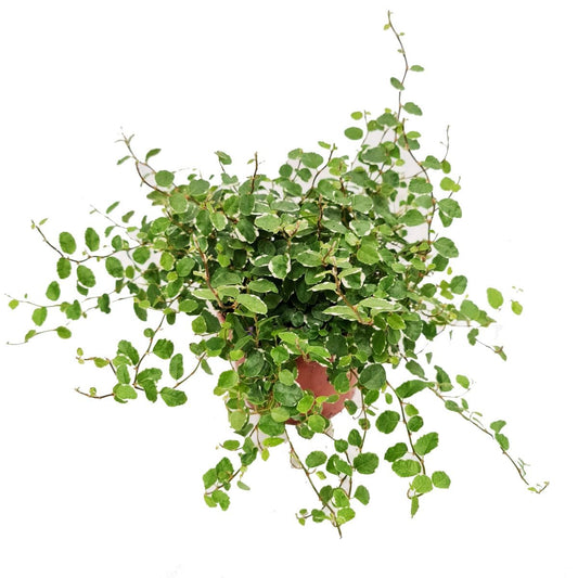 Creeping Fig | White Sunny | Shade Loving Plants