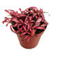 Nerve Plant | Forest Flame