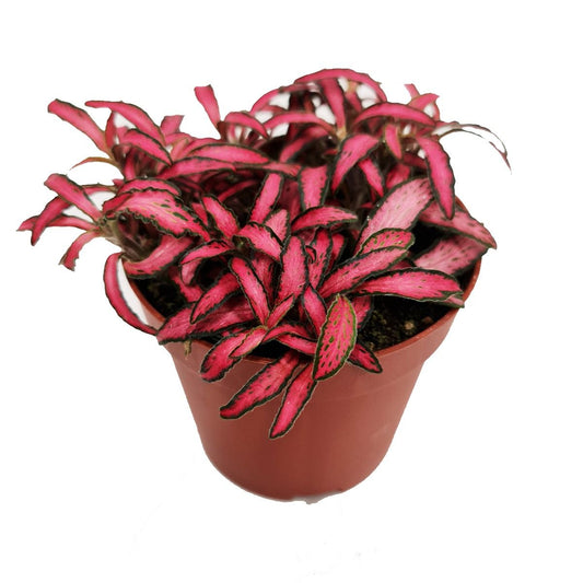 Nerve Plant | Forest Flame