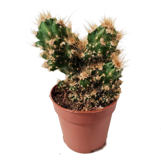Peruvian Apple Cactus | 