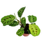 Variegated Prayer Plant | Rabbit's Foot | Fiesta | Rare Plant