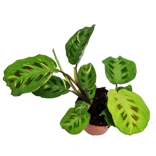 Variegated Prayer Plant | Rabbit's Foot | Fiesta | Rare Plant | Potted Houseplants