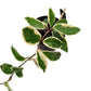 Wax Plant | Tricolour