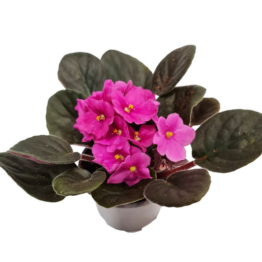 African Violet | Pink | Potted Houseplants