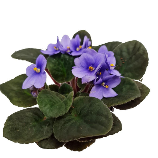 African Violet | Lilac | Potted Houseplants