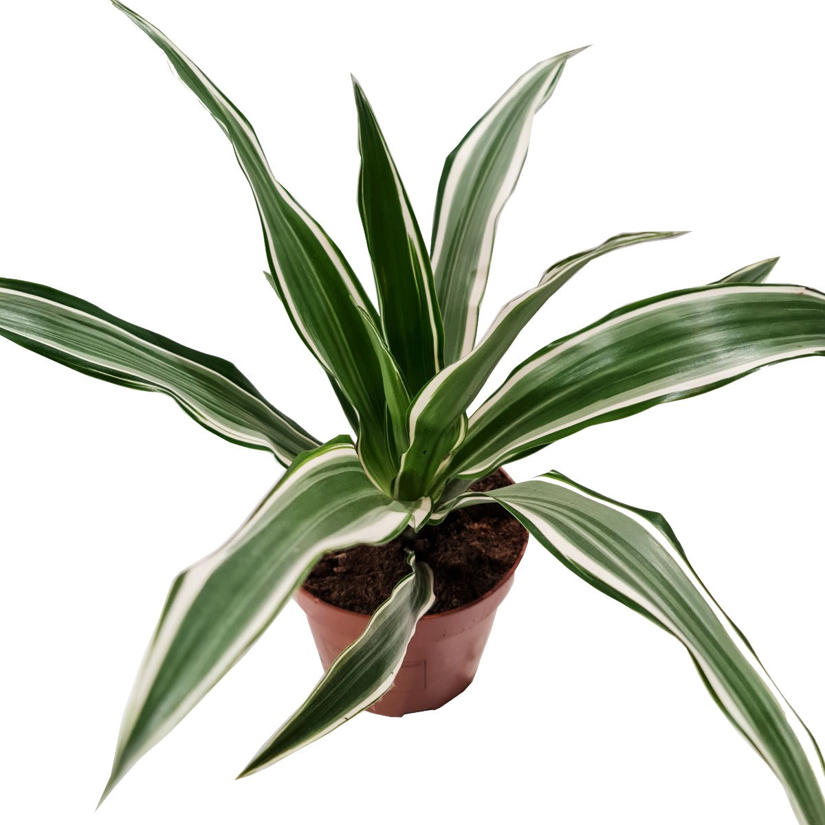 dracaena with white stripes Dragon Tree