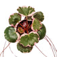 Strawberry Begonia | Albo | Mother Of Thousands | Hard To Find