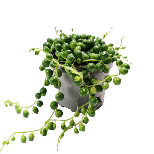 String Of Pearls | Climbing & Vine Plants