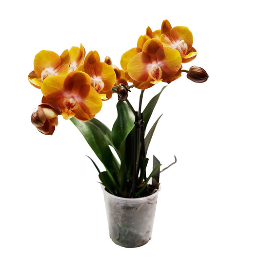 Las Vegas Phalaenopsis