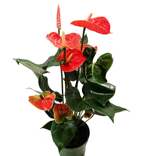 Flamingo Flower | Madural Orange | Potted Houseplants