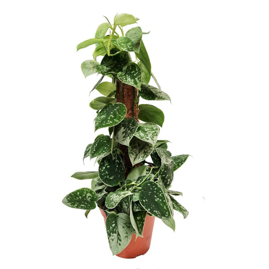 Silver Satin Pothos | Silvery Ann