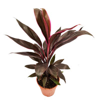 Good Luck Plant | Tango