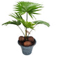 Footstool Palm