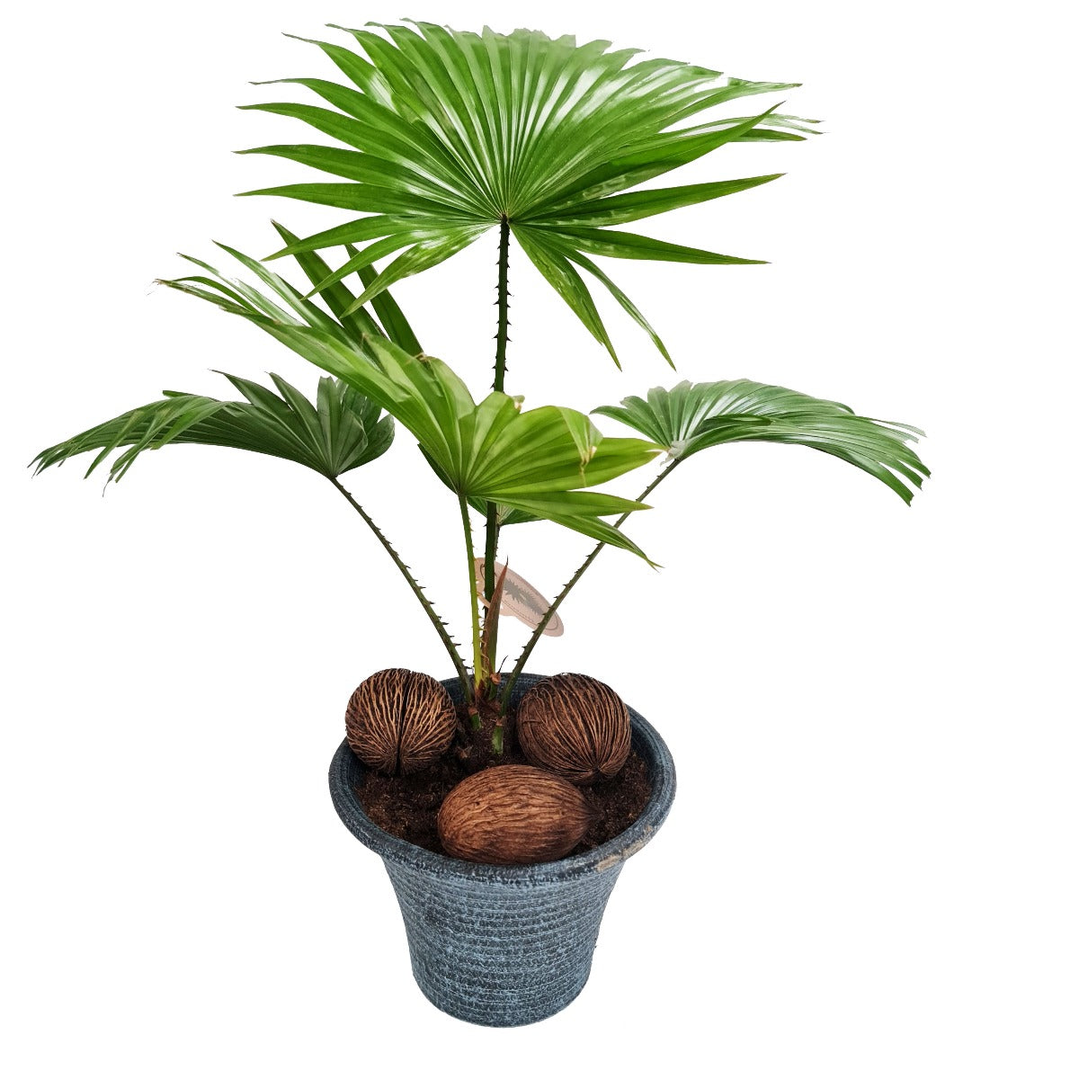 Footstool Palm
