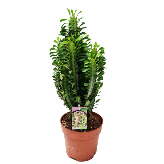 Green African Milk Tree Plant