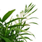 Variegated Parlour Palm | Albo | Hard To Find