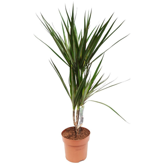 Dragon Tree | Marginata | Shade Loving Plants