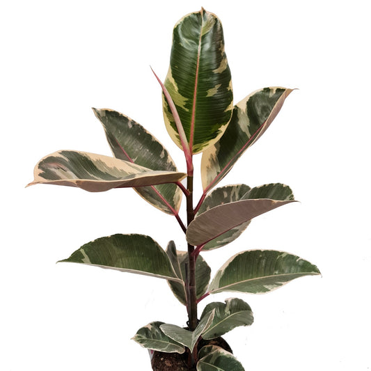 Rubber Tree | Tineke | Houseplant Moving Sale