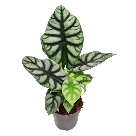 Elephant Ear | Silver Dragon | Rare Plant | Potted Houseplants