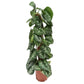 Satin Silver Pothos | Trebie