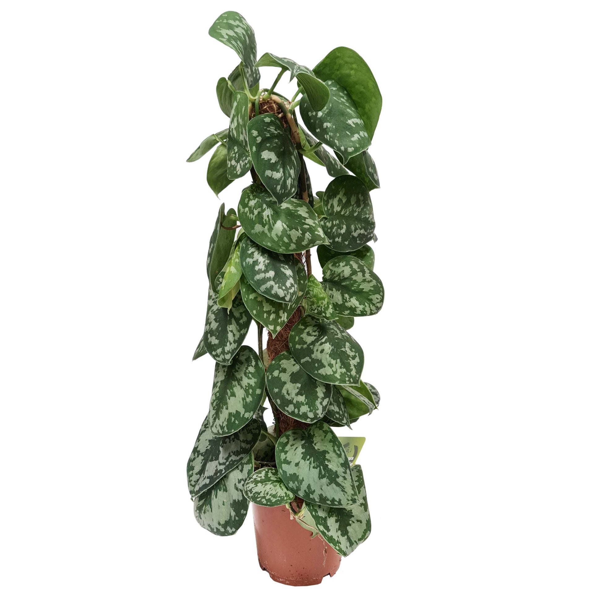 Satin Silver Pothos | Trebie