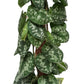 Satin Silver Pothos | Trebie