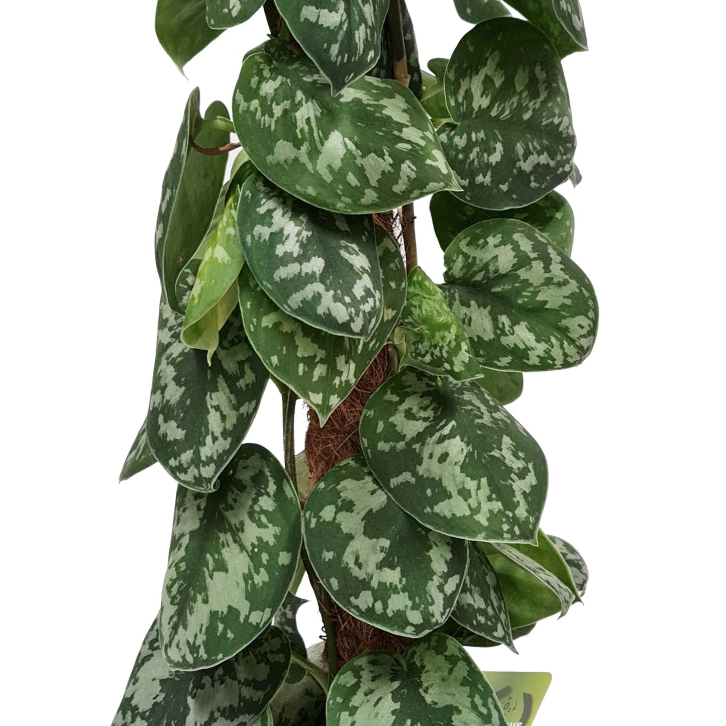Satin Silver Pothos | Trebie