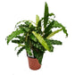 Prayer Plant | Blue Grass