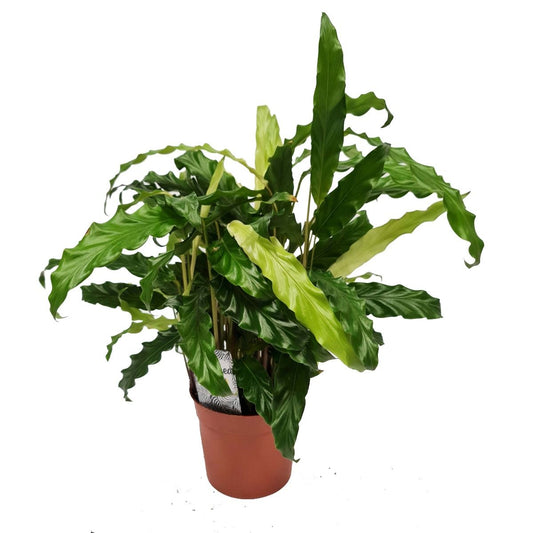 Prayer Plant | Blue Grass | Potted Houseplants