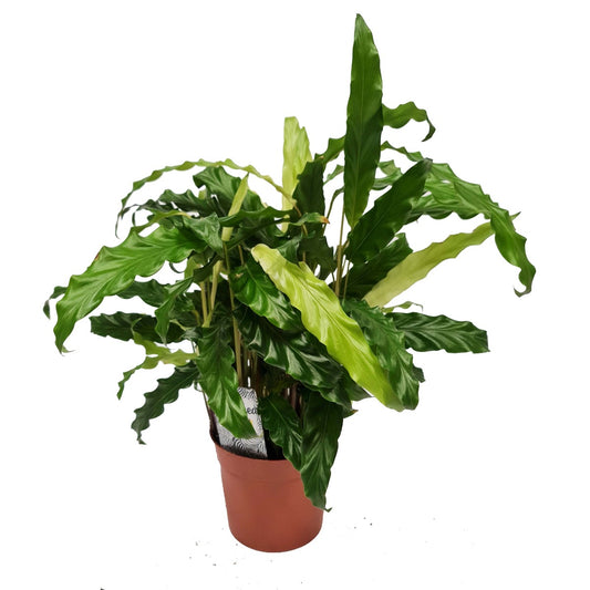 Fuzzy Feathers | Tropistar | Blue Grass | Potted Houseplants