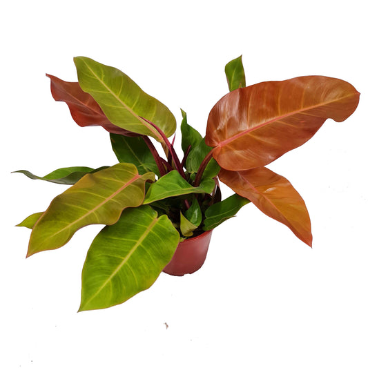 Philo | Prince Of Orange | Rare Plant | Variegated Plants