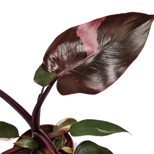 Pink Princess Philo | Rare Plant | Potted Houseplants