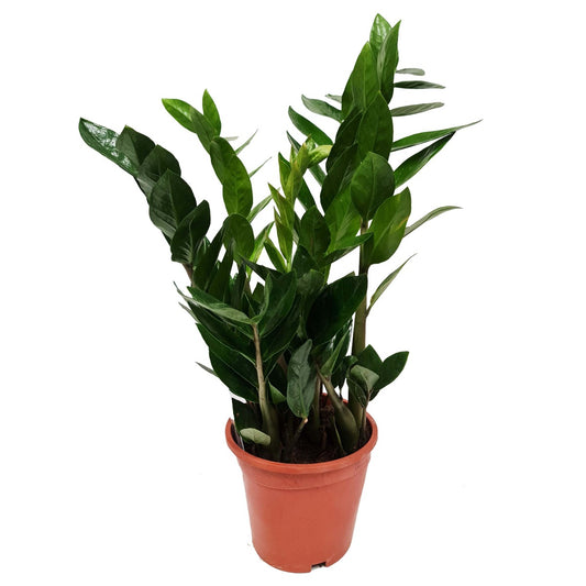 ZZ Plant | Indoor Plants