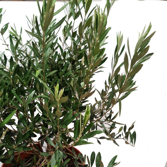 Olive Tree | Potted Houseplants
