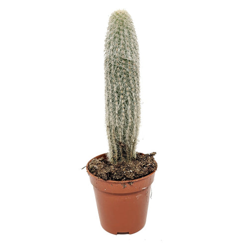 Old Man Cactus