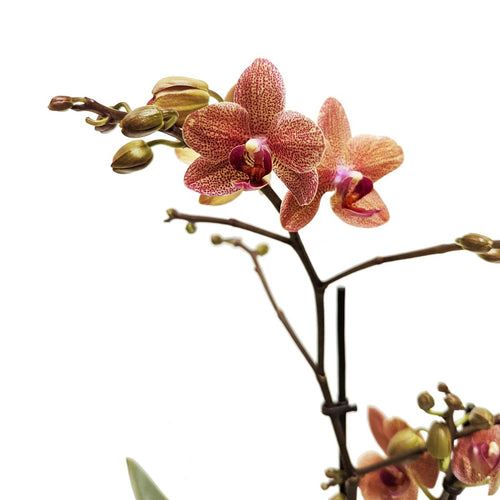 Phalaenopsis Orchid | Jena