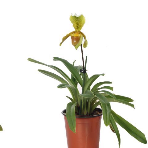 Venus Slipper Orchid | Surprise Variety! | Rare Orchid | Potted Houseplants