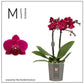 Phalaenopsis Orchid | Brazilian Fever